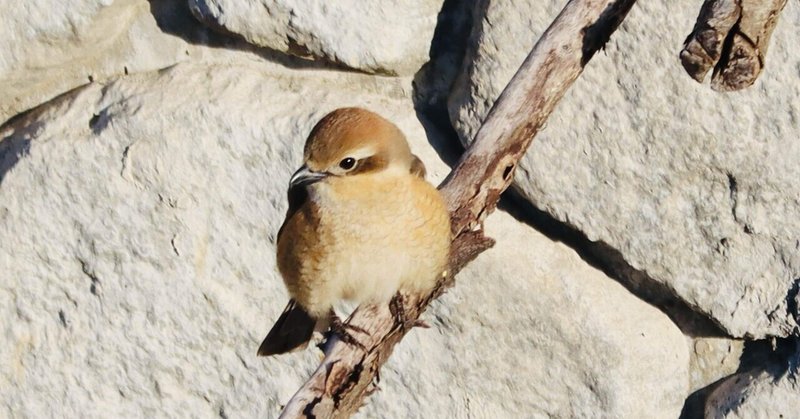 カワセミペアを邪魔するモズ