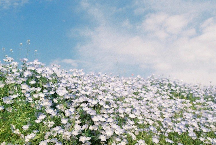淡い写真 嶺那 Note 淡い写真 嶺那 Note