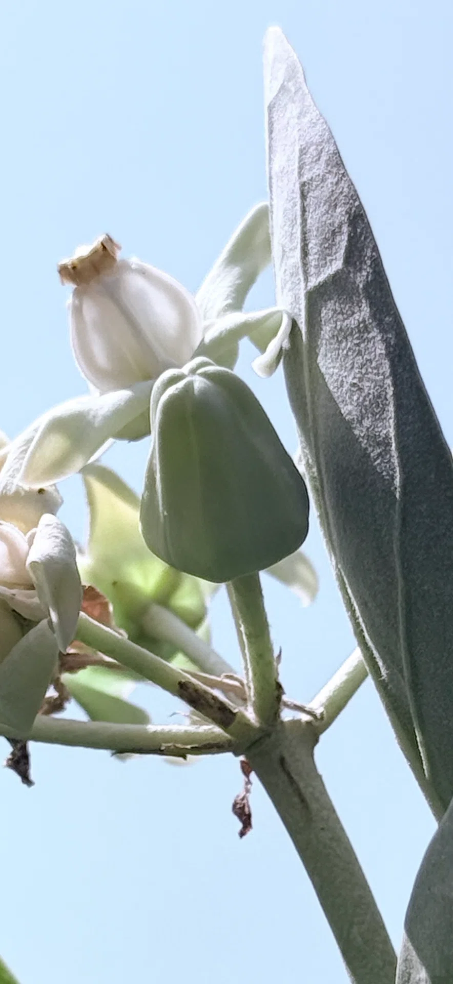 スリランカツアーリポート 植物篇 『クラウンフラワー』｜EGGSEED