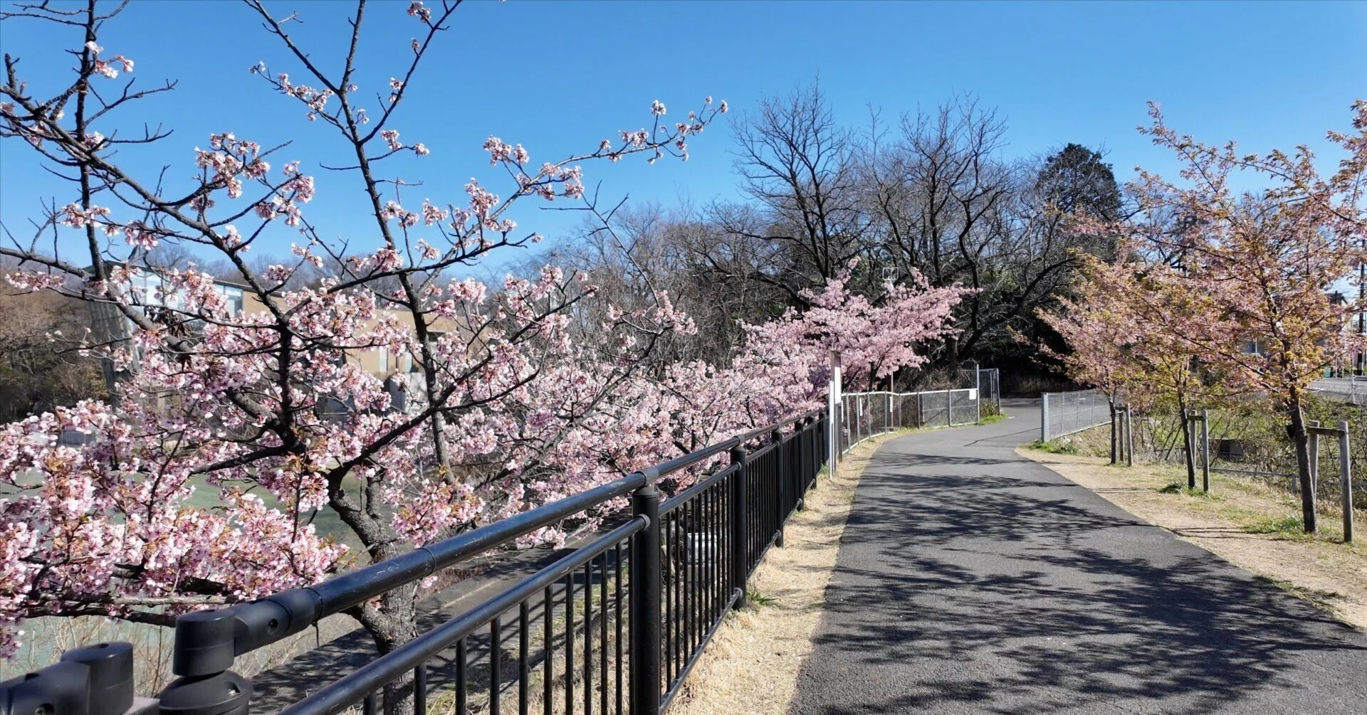 二ツ池公園】河津桜と滝と浮き桟橋 — 思っていた以上だった大府市の