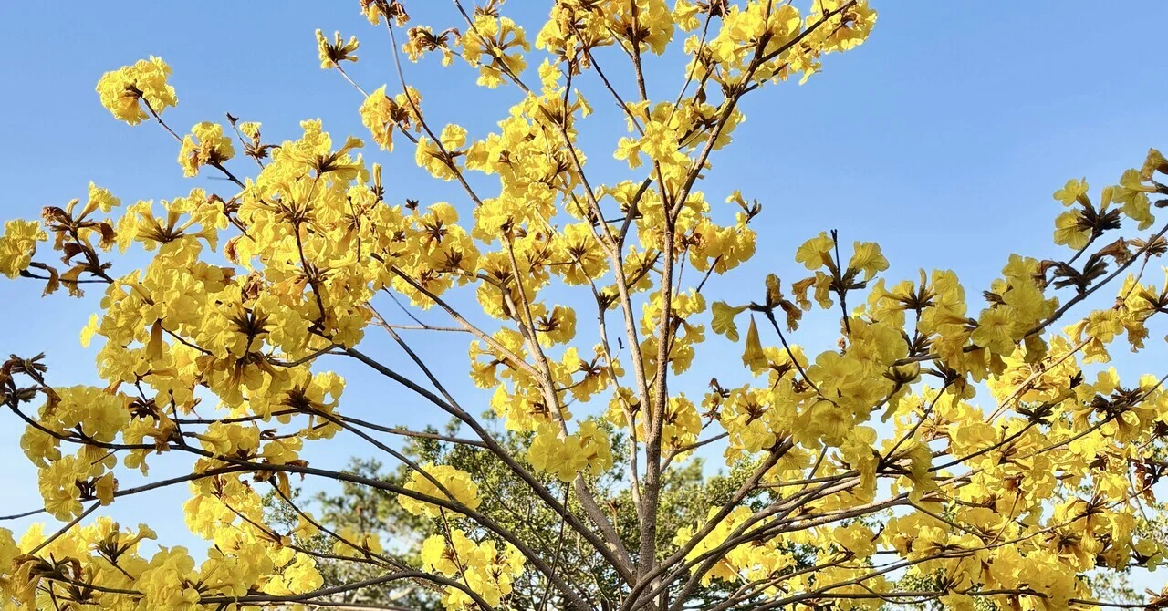 今の季節の見頃、イペーの花｜yamori散歩