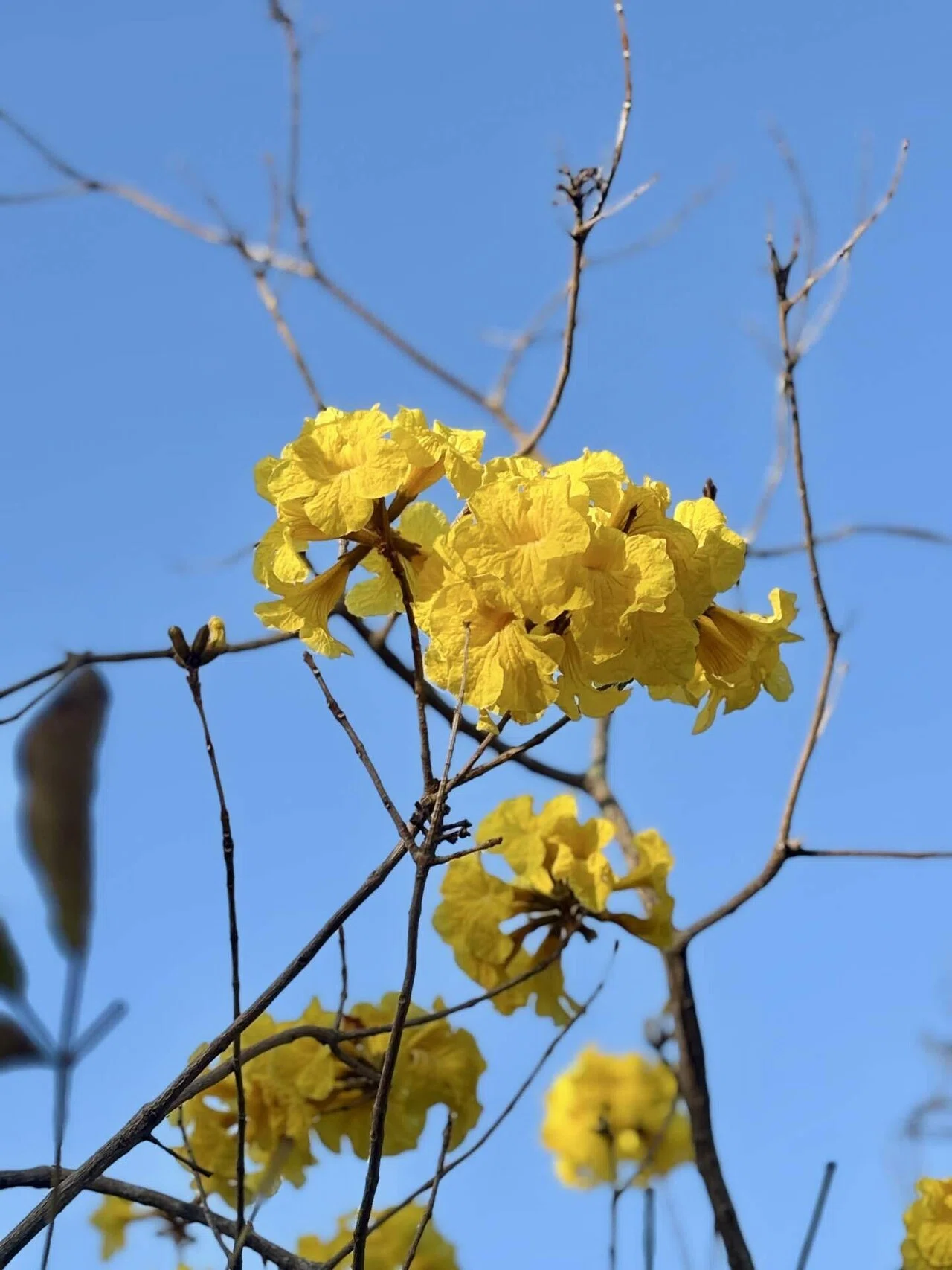 今の季節の見頃、イペーの花｜yamori散歩
