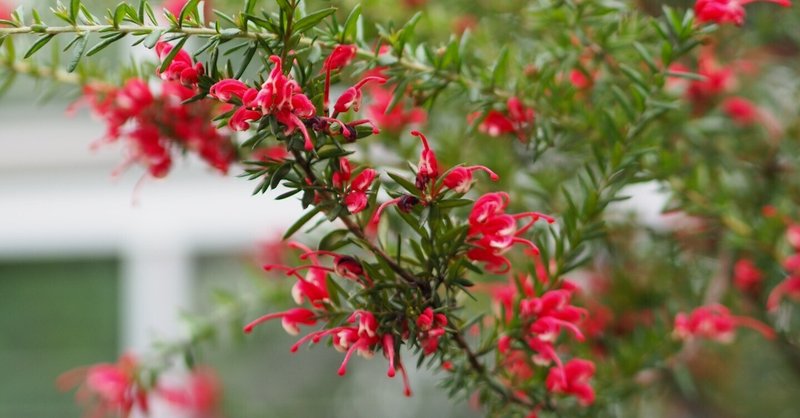 本日のスタッフのおすすめ