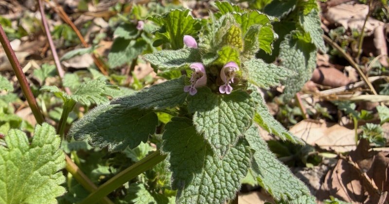 どんぐり山通信：春めいてきました