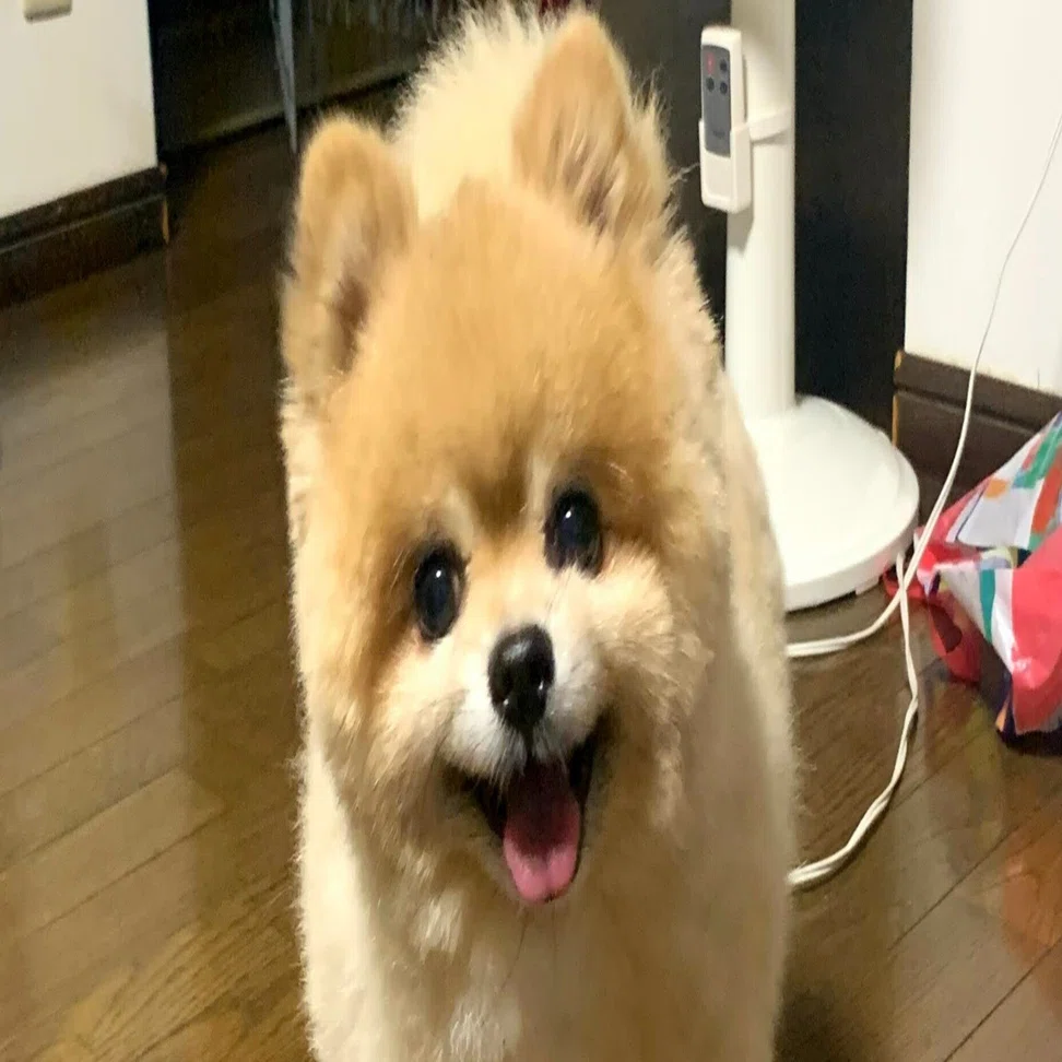 ぽんちゃん】シニア犬介護で大切なのは「担当を決めること」｜株式会社 