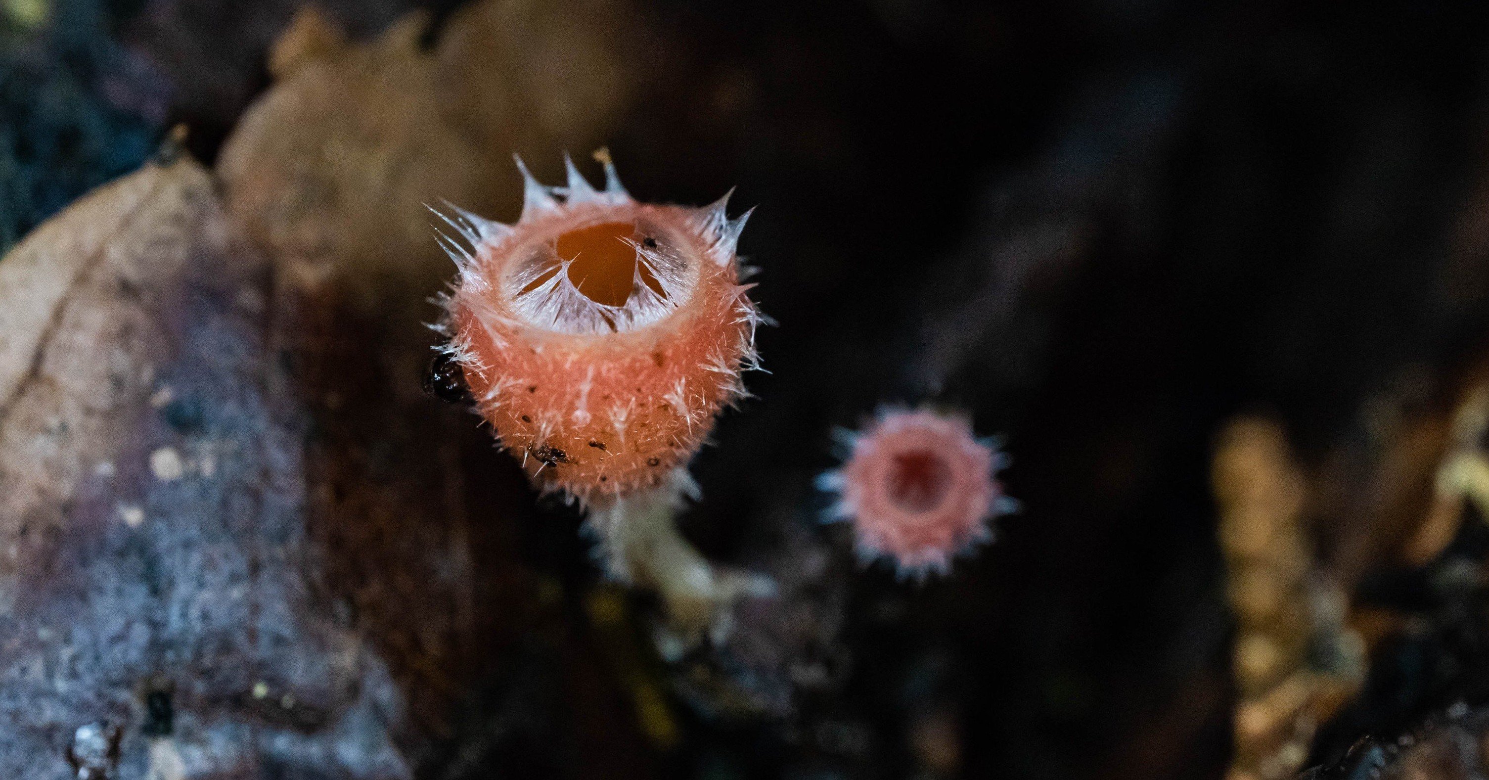 盃＊シロキツネノサカズキモドキなど｜ちょこすき～☆きのこ