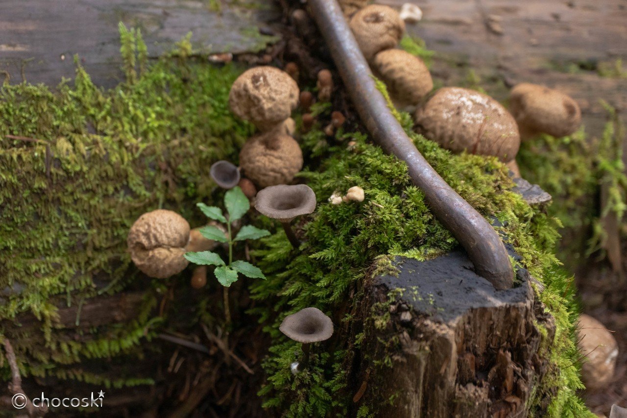 盃＊シロキツネノサカズキモドキなど｜ちょこすき～☆きのこ