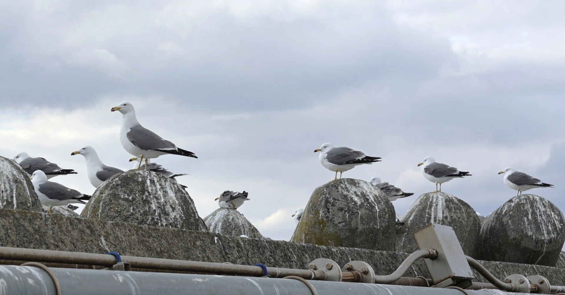 写真】蕪島(青森県)でウミネコと戯れる｜Abbey -旅するように暮らす