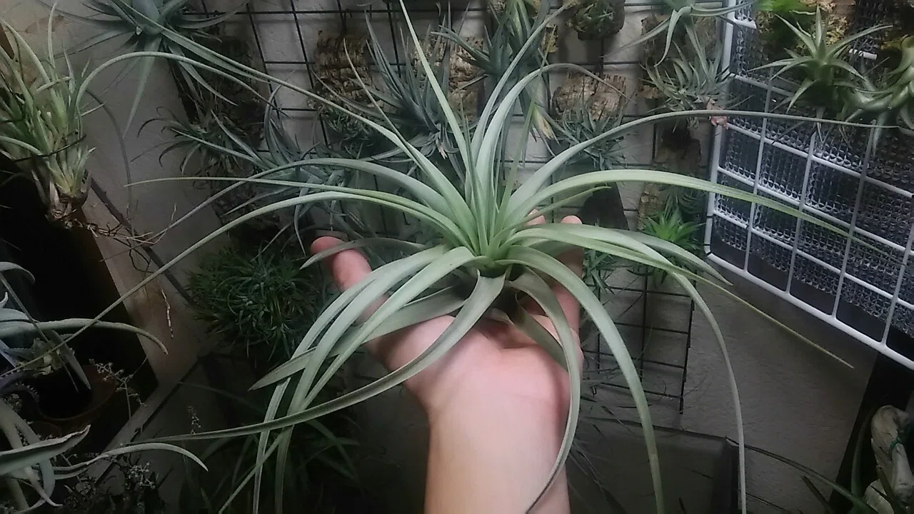 チランジア入荷リスト 5/12｜NatureGarden🌿神田