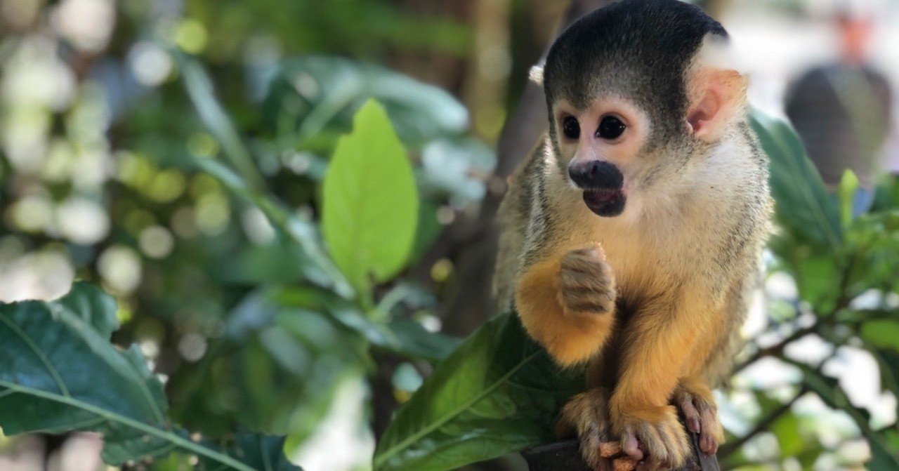 2才の子連れでオススメ 石垣島観光スポット Chicao Note 2才の子連れでオススメ 石垣島観光スポット Chicao Note