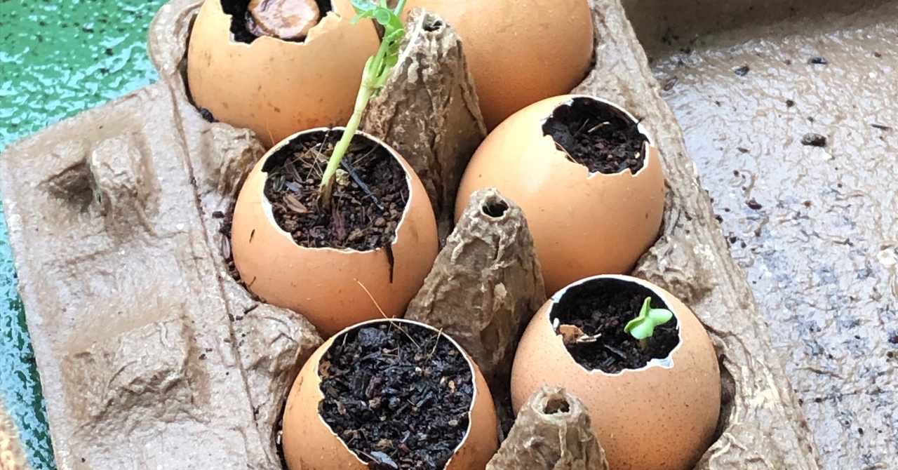 卵プランター の新着タグ記事一覧 Note つくる つながる とどける