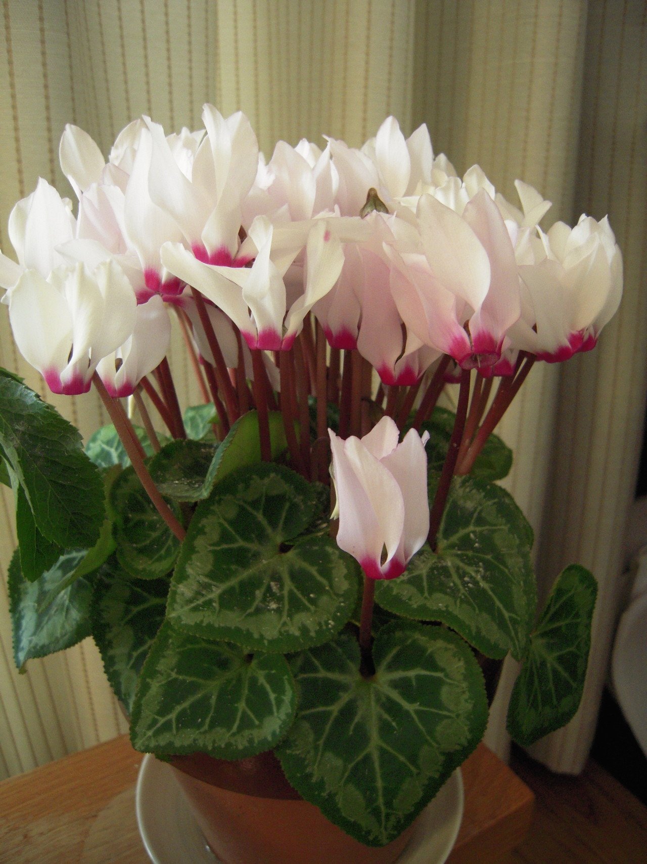 12月12日に一つ目の花が開いたシクラメンの鉢植え 今満開で元気 いっぱいです 花がとても長く咲いていて まだ開いた花がほとんどしぼんでいません 2年目でこの花付きはうれしいですね もう1年夏越しさせたい Junko Kohno もくせい舎 Note 12月12日に一つ目の花が開いたシクラメンの鉢植え 今満開で元気 いっぱいです 花がとても長く咲いていて まだ開いた花がほとんどしぼんでいません 2年目でこの花付きはうれしいですね もう1年夏越しさせたい Junko Kohno もくせい舎 Note