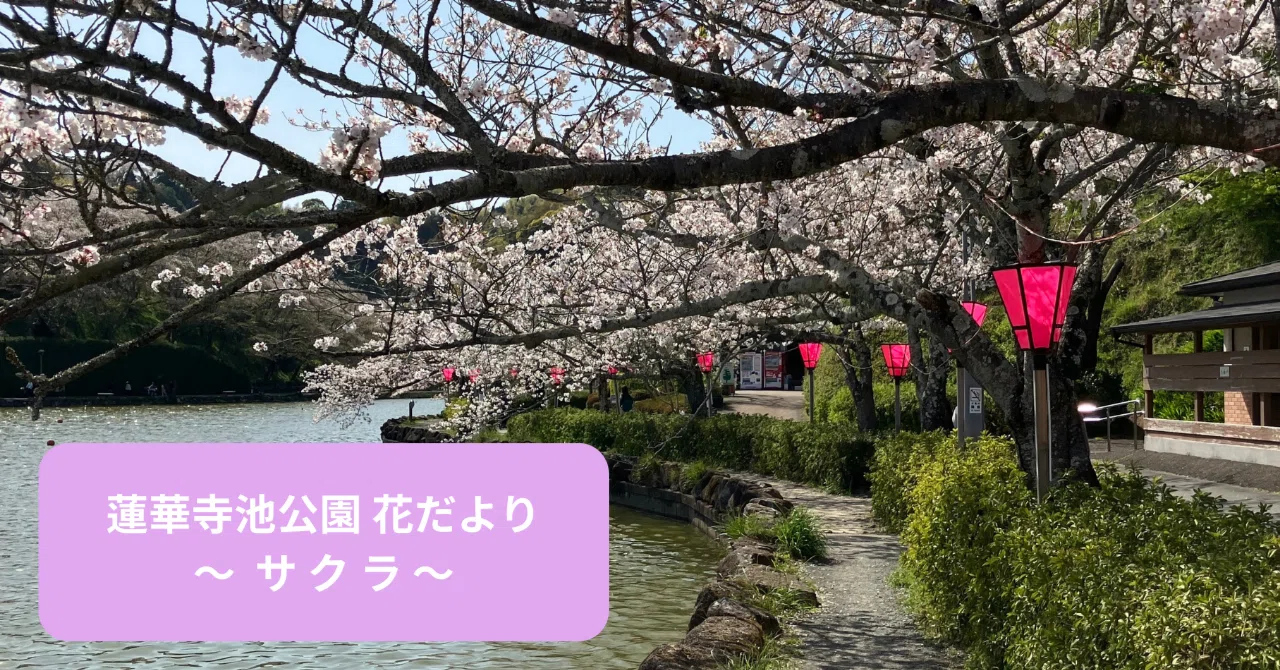 蓮華寺池公園 花だより ～サクラ～｜静岡県藤枝市 花と緑の課