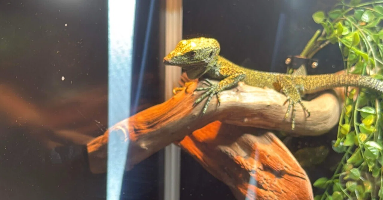 初心者向け完全ガイド】ツリーモニターの飼育方法｜お迎え前に知るべき