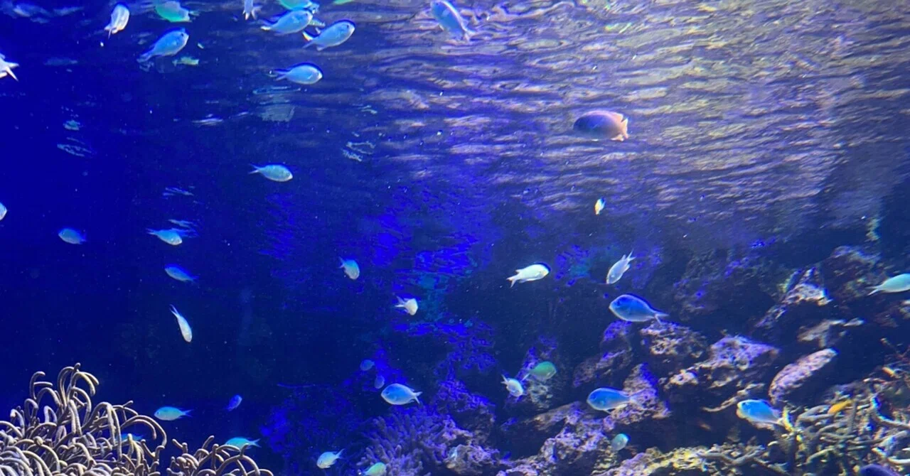 はじめまして|浮木 かめ