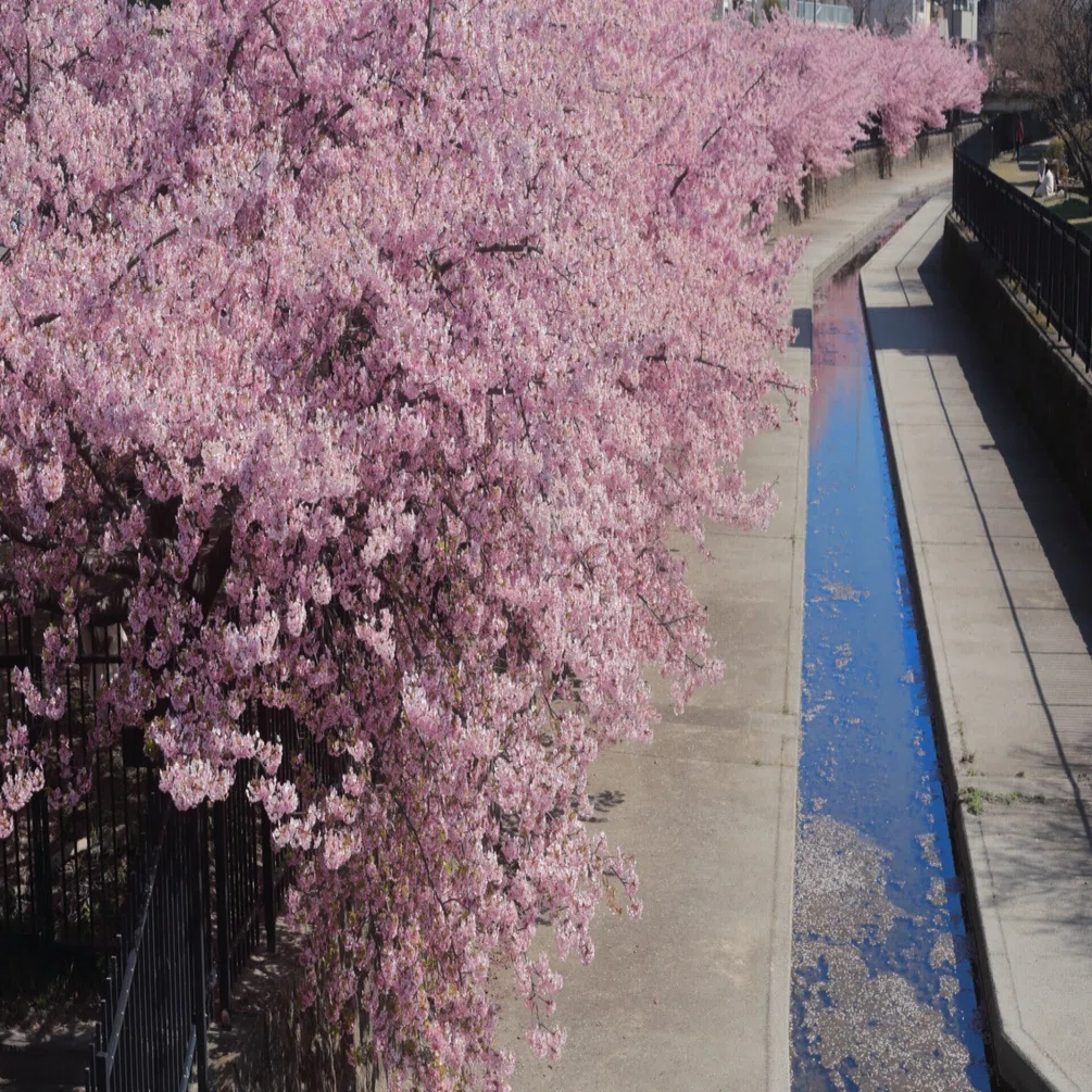 一眼レフで綴る、淀水路の河津桜。EOS 6Dと歩く春の風景♪｜FLAT4