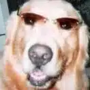 シンシンD_🕶️🐾技術士四部門×一級建築士