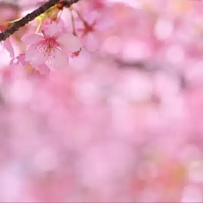 しぼり菜