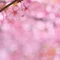 しぼり菜