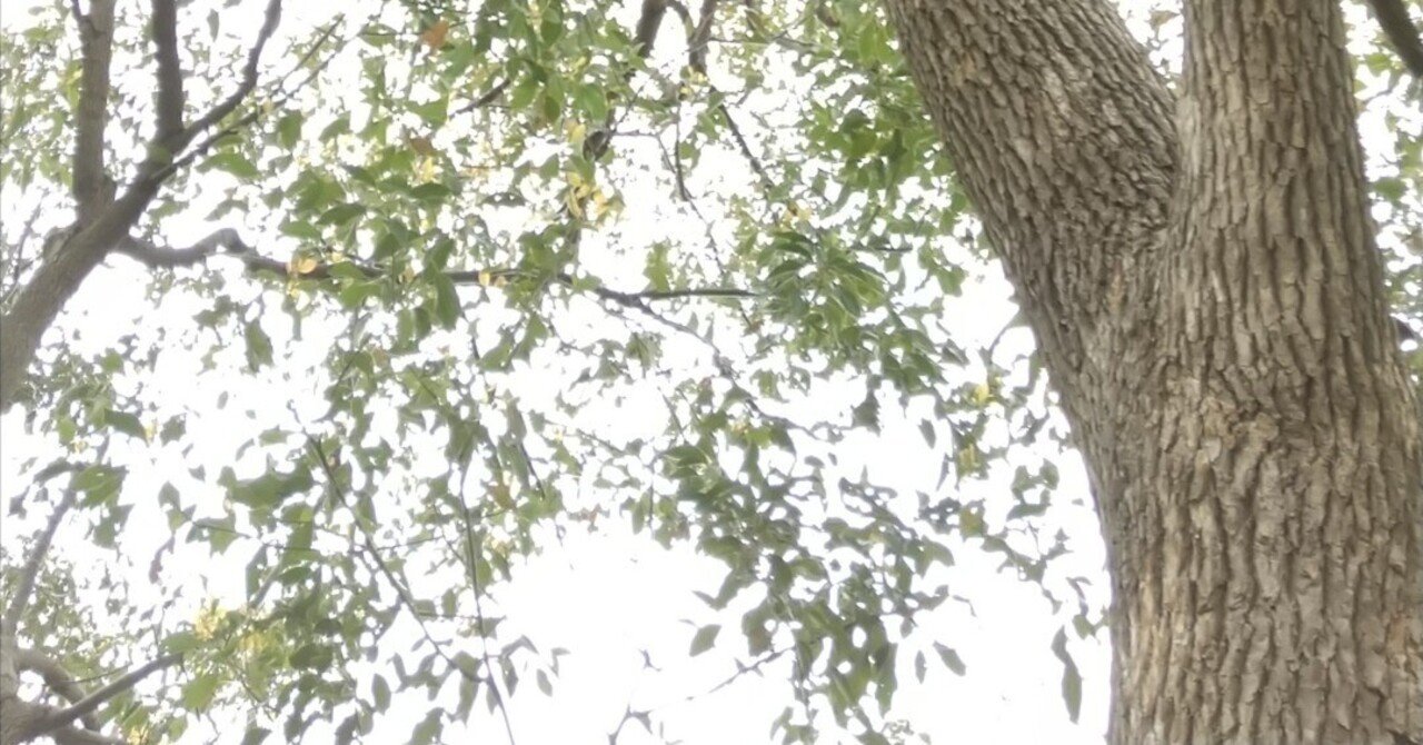 らすと高校｜どら@大学生