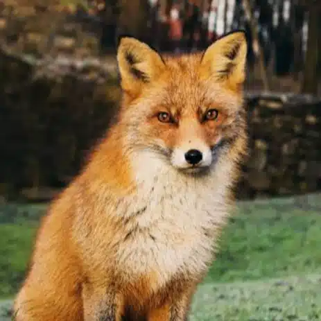 キツネ