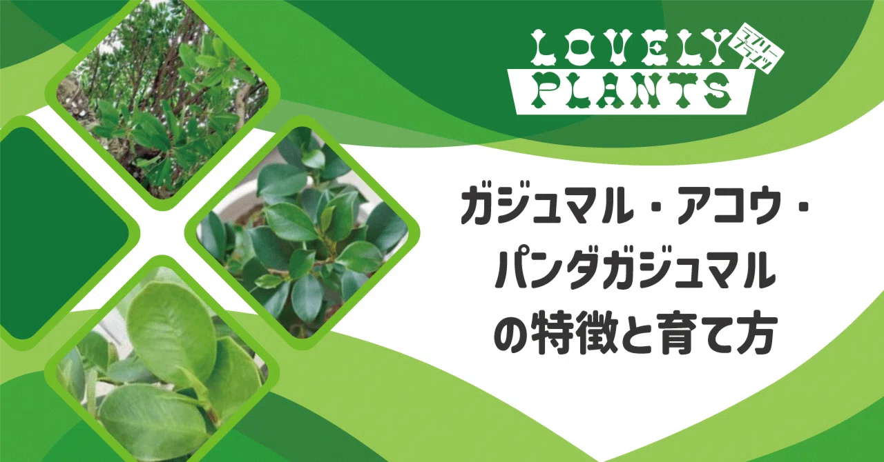 アコウの切株(ガジュマルの仲間) ガジュマル・アコウ・パンダガジュマルの特徴と育て方｜lovely plants@note