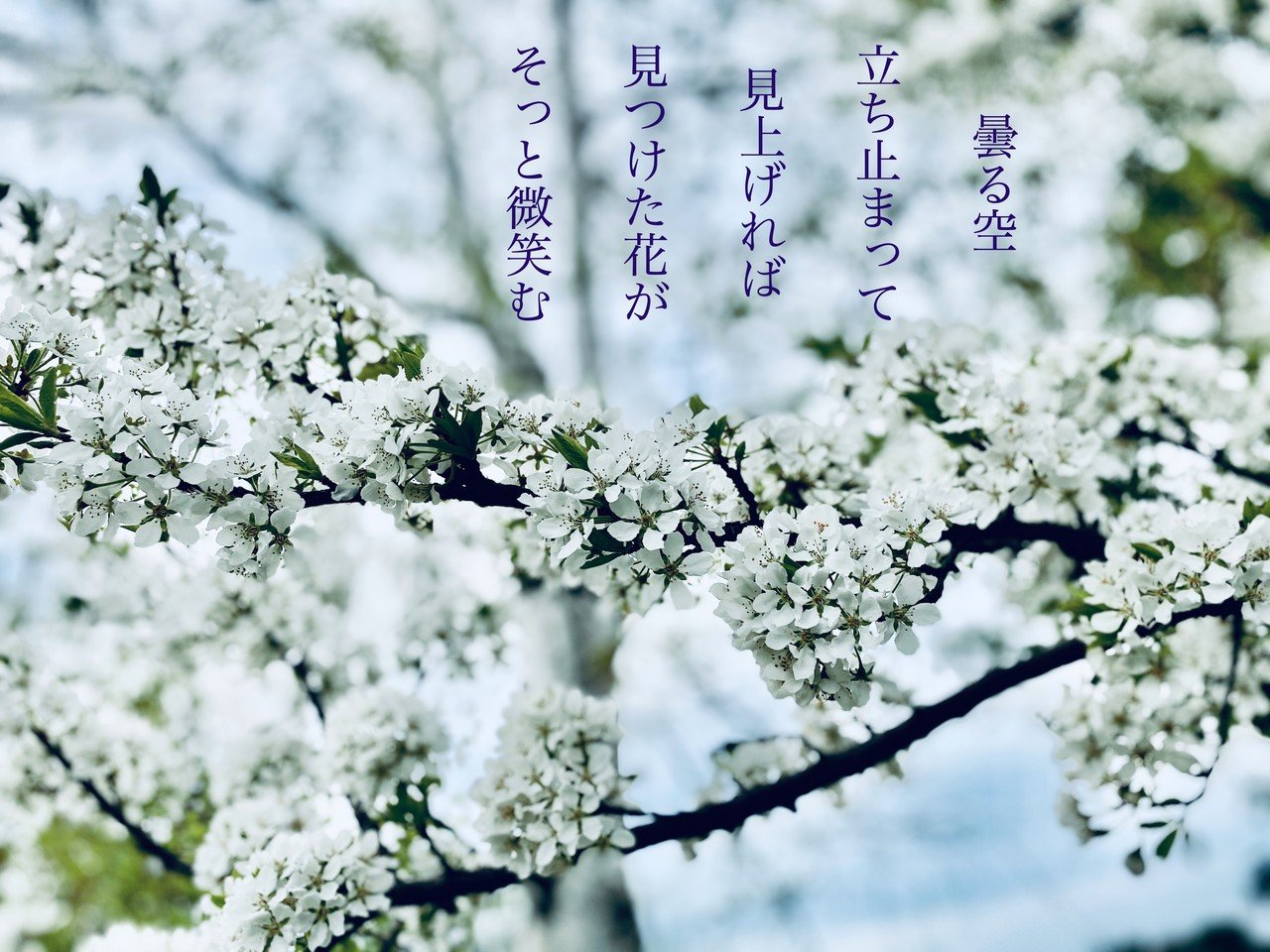 見守る山桜