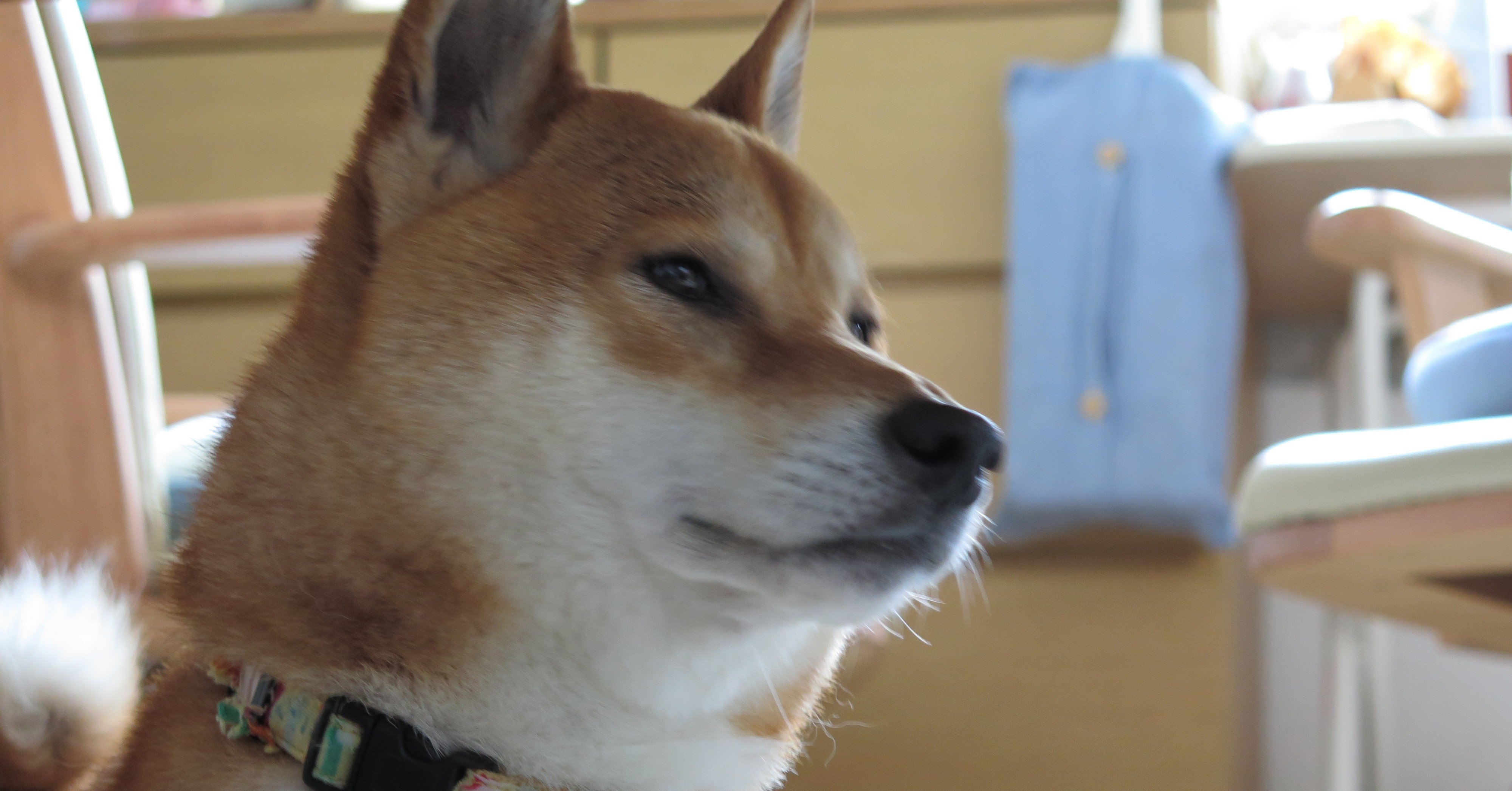 柴犬を飼って 柴犬とスピリチュアル Note 柴犬を飼って 柴犬とスピリチュアル Note