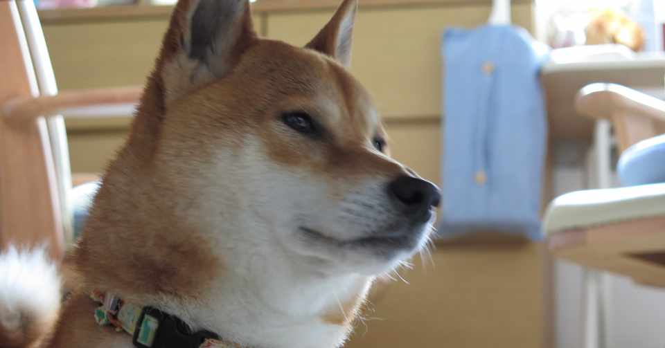 柴犬を飼って 柴犬とスピリチュアル Note