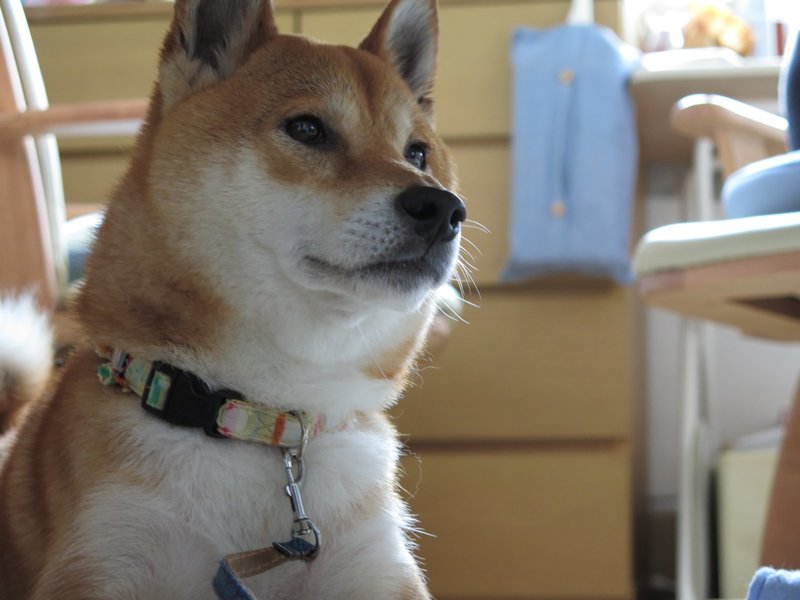 柴犬を飼って 柴犬とスピリチュアル Note