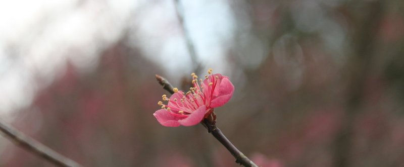 2016/02/27 White Horse and Ume Blossom