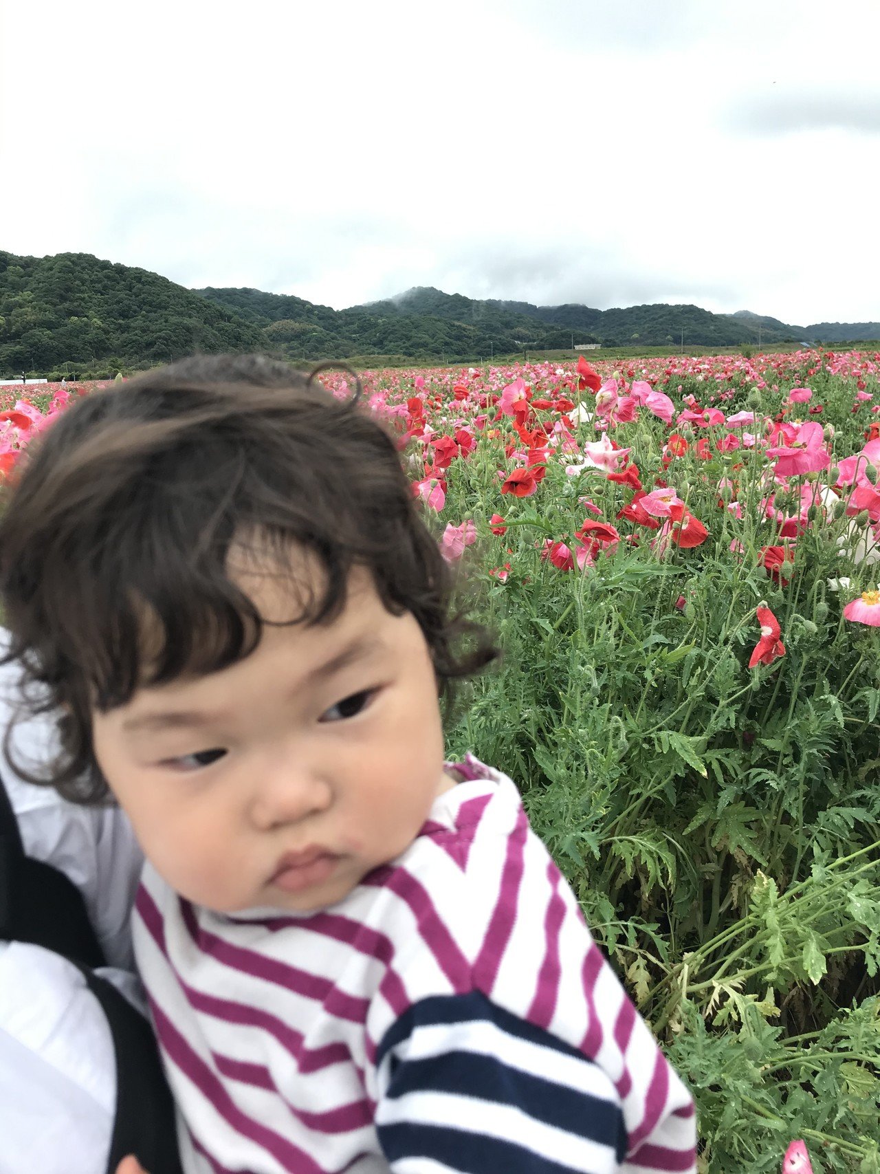 一面花畑と私 だいすけ Note