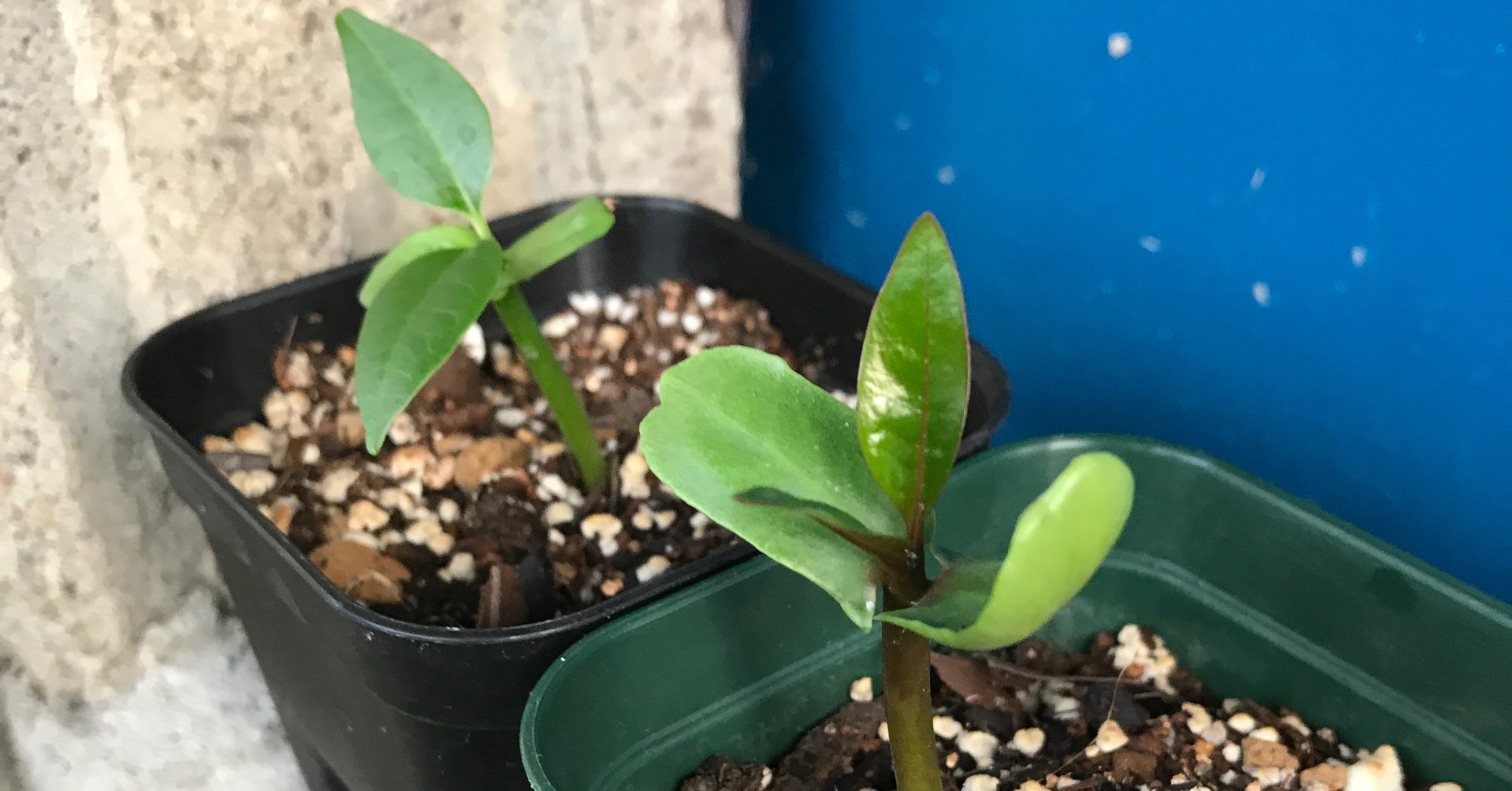 プルメリアの肥料や活力剤について考えてみる それ 本当にそんなに必要 Hoppie Note プルメリアの肥料や活力剤について考えてみる それ 本当にそんなに必要 Hoppie Note