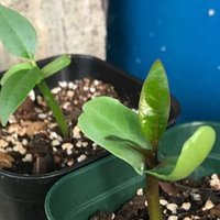 プルメリアの植え替え Hoppie Note