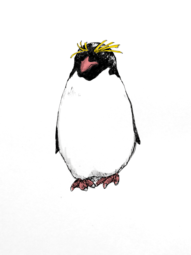 マカロニペンギン Eudyptes Chrysolophus ひさめ Note