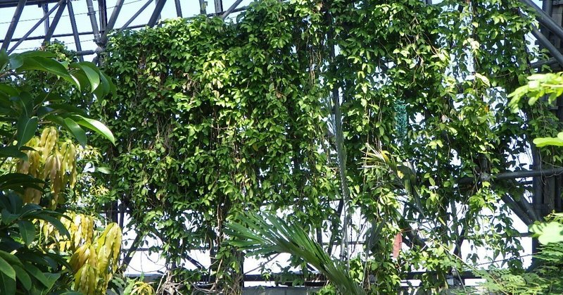 ヒスイカズラの開花状況