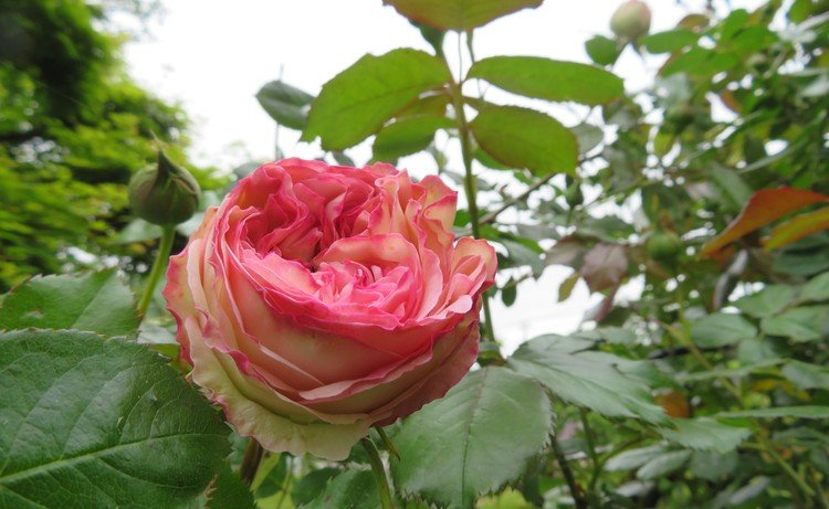 ピエール・ド・ロンサールがもう一息で咲きそう・・という蕾が多くなってきて嬉しいです。