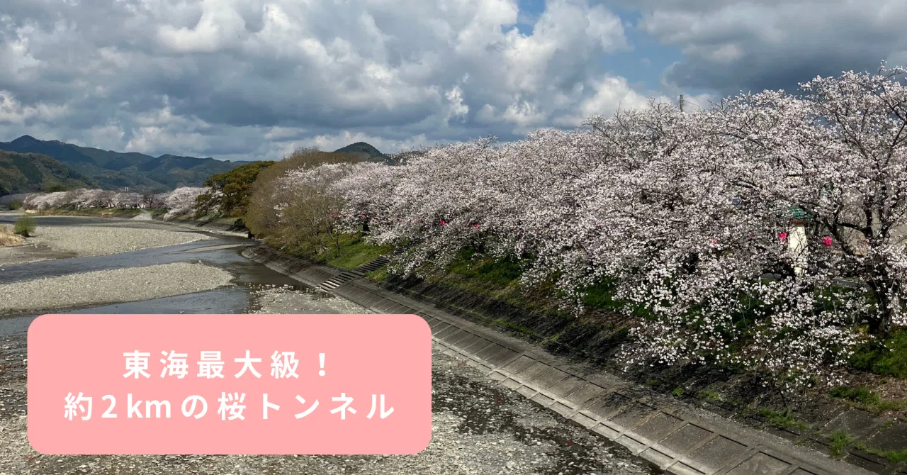東海最大級！約2kmの桜トンネル｜静岡県藤枝市 花と緑の課