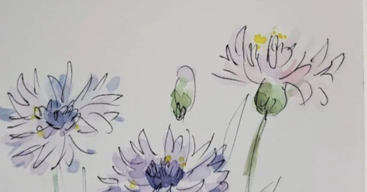 3月15日】お花🌸ヤグルマソウ（矢車草）｜こうこ