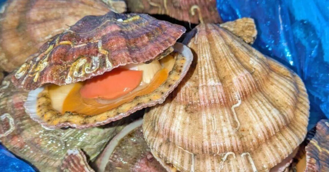 Today we are serving the delicious 'Grandma's Hand' (Baba-no-te shell ...