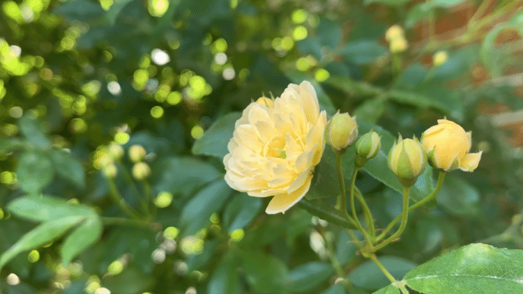 木香薔薇が満開
今の時期に咲くモッコウバラ
私の家は黄色のモッコウバラです。
とても丈夫で育てやすい。自然にどんどん成長します🌱
