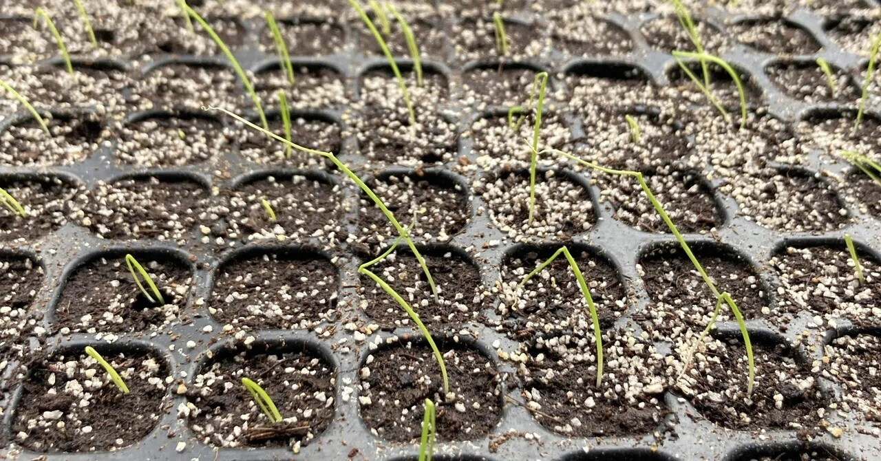 育苗のその後・芽が出たり、出なかったり～はたけの様子20260314その11
