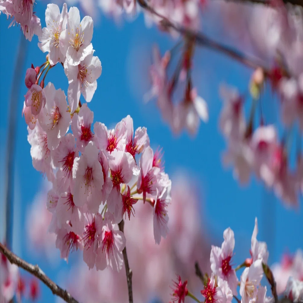 桜撮影に✨Nikon D3100✨シングルレンズ✨軽量モデル✨少シャッター数 河津桜：NIKKOR Z 100-400mm f/4.5-5.6 VR S｜@infinity.909