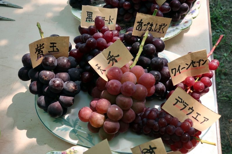 葡萄農家がご案内！たわわに実ったジューシーな葡萄を大満喫～葡萄の収穫体験から6種食べ比べとぶどうの秘密パフォーマンス～5