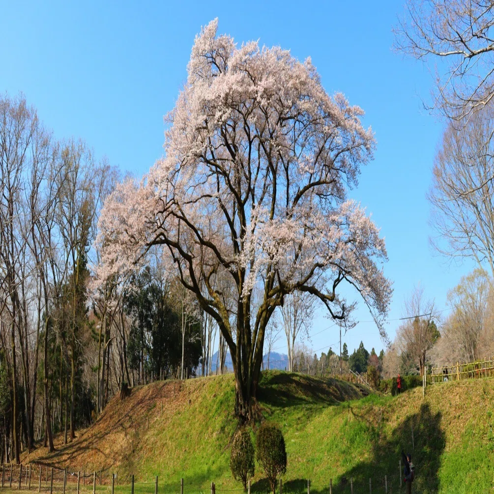 一年中桜に出会える町」を目指して｜寄居まちづくりNOTE