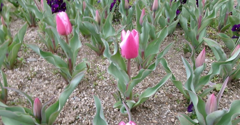 【和歌山高校】🌷 校内のチューリップが咲きはじめました