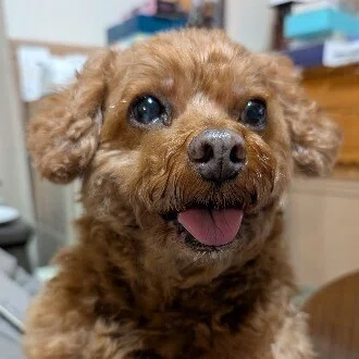 ハルまま