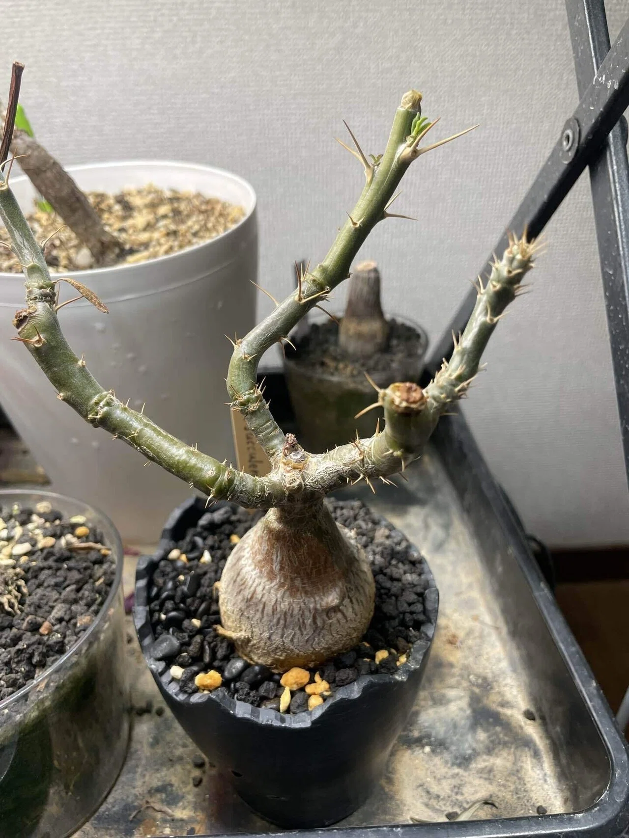 塊根植物育成12 パキポディウムサキュレンタム｜コーデックス ファン