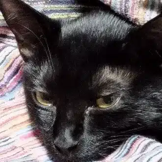 小北極熊
