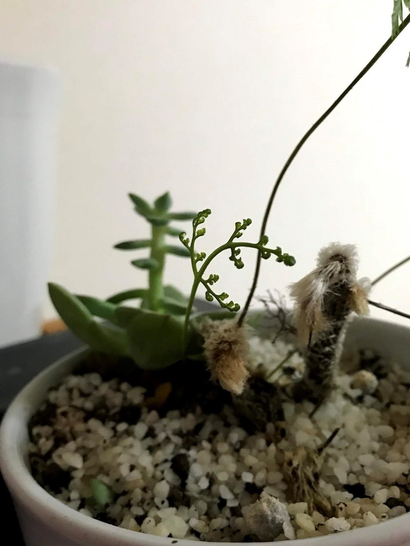 トキワシノブ の育て方 Chiaaa Note